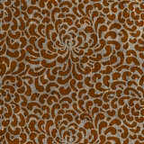 Sprong Apricot